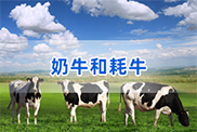 惠州牛类动物鉴定