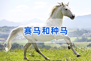 惠州马类动物鉴定