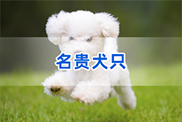 惠州狗类动物鉴定